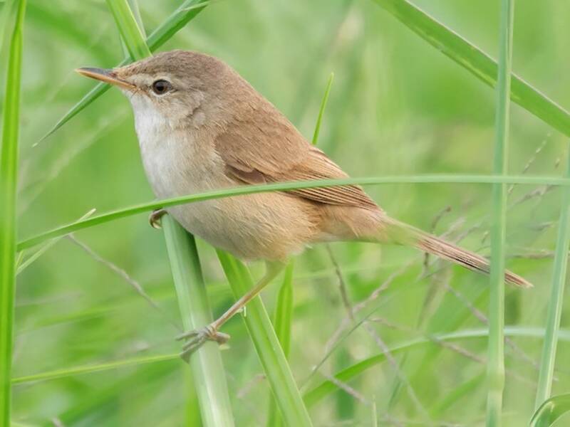 Blunt-winged Warbler, 照片 3