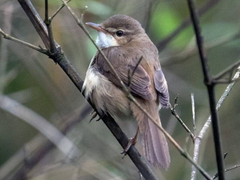 Blunt-winged Warbler, 照片 2