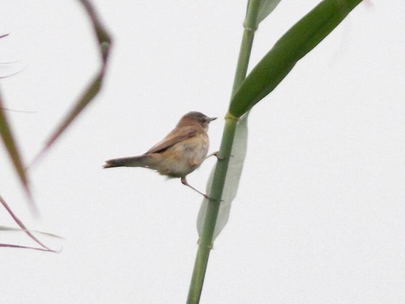 Blunt-winged Warbler, 照片 4