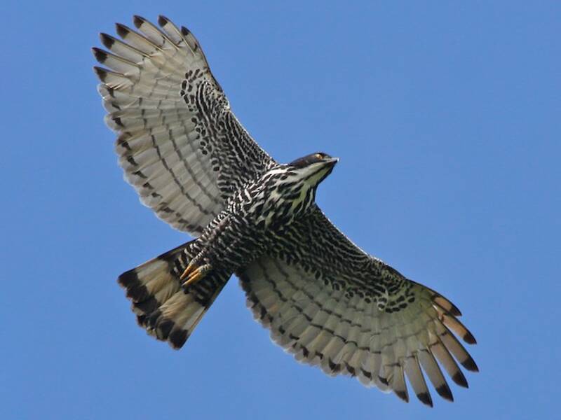 Aquila falco di Blyth