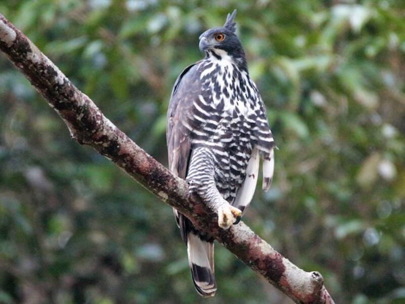 Aquila falco di Blyth, Foto 3