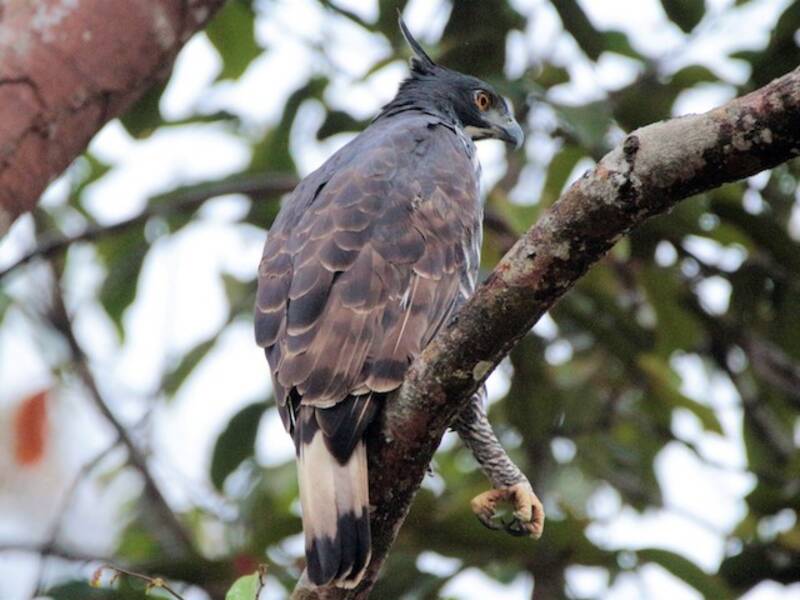 Aquila falco di Blyth, Foto 4