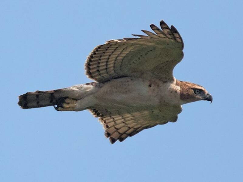 Aquila falco di Blyth, Foto 2