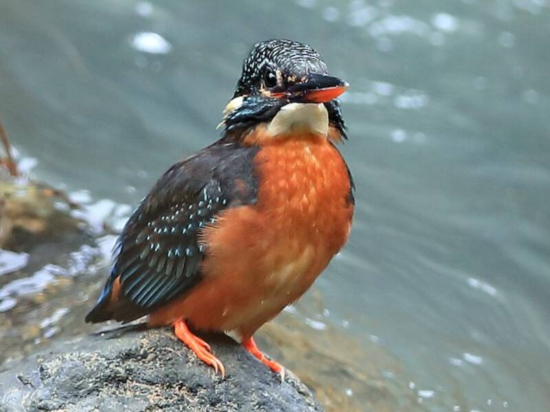 Martín Pescador de Blyth