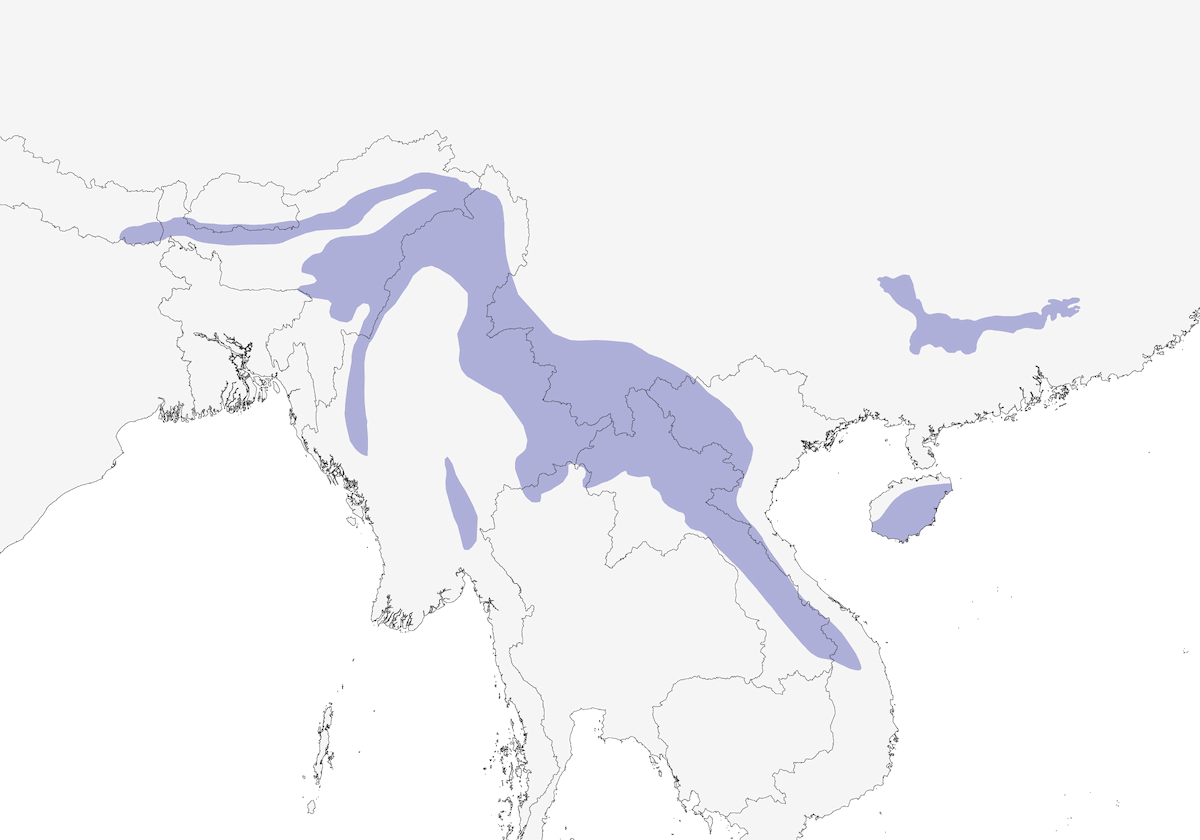 Martín Pescador de Blyth, Distribución 1