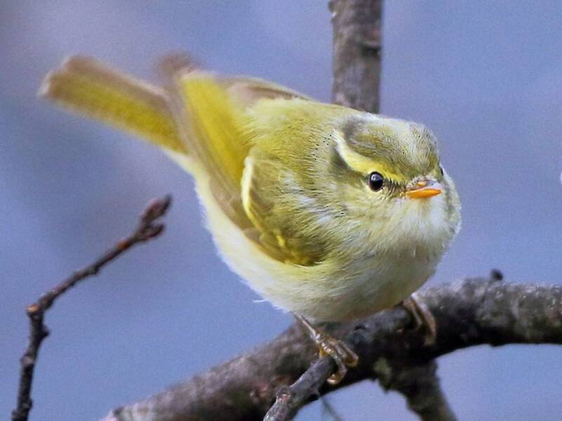 Blyth's Leaf Warbler, Photos 4