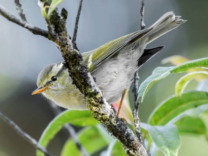 Blyth's Leaf Warbler, Photos 3