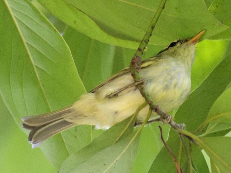 Blyth's Leaf Warbler, Photos 2