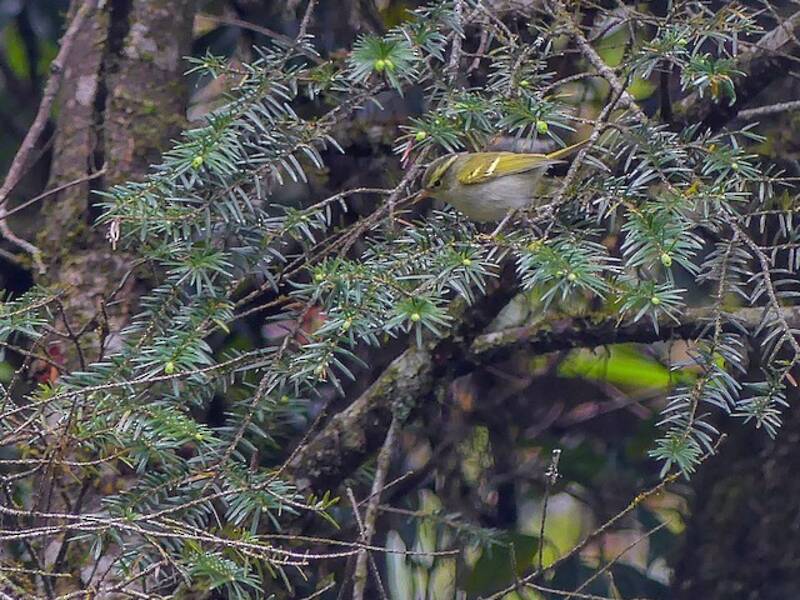 Blyth's Leaf Warbler