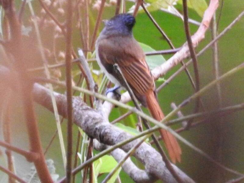 Tenggara Paradise-Flycatcher