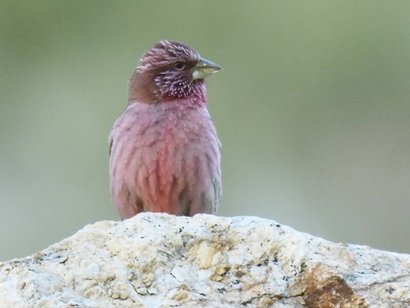 Blyth's Rosefinch
