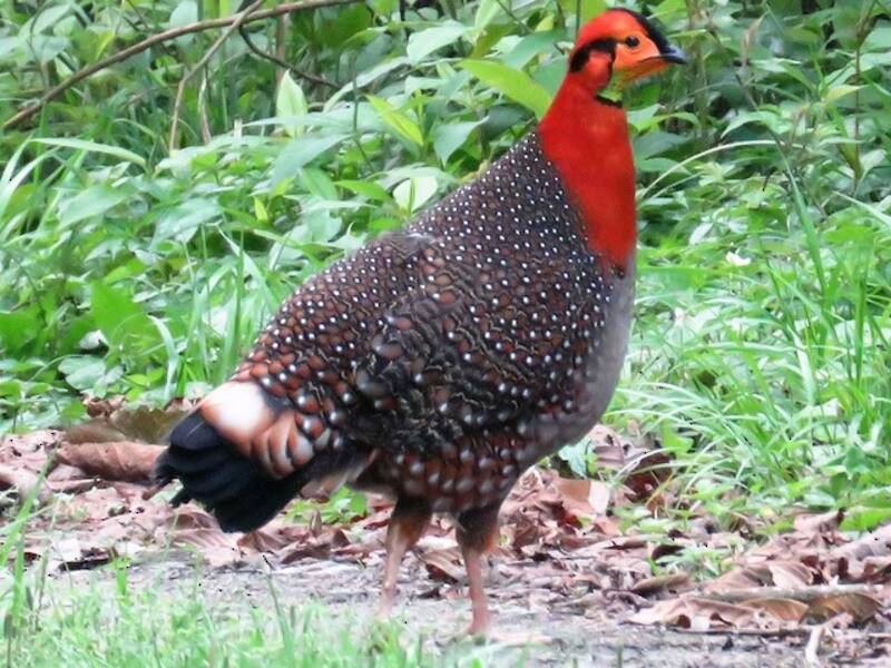 Tragopan de Blyth