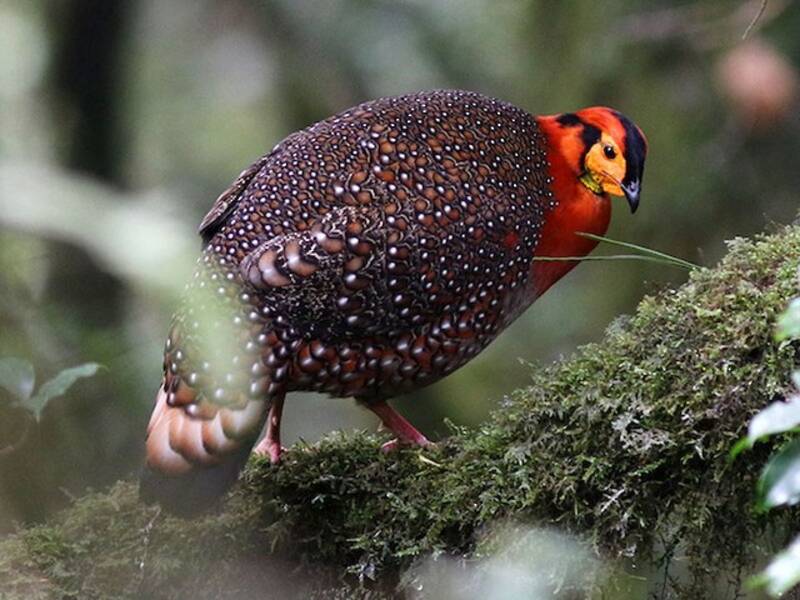 Tragopan de Blyth, Photos 2