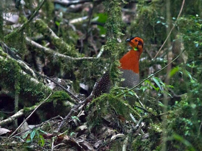 Tragopan de Blyth, Photos 3