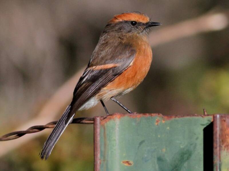 Rufous-browed Chat-Tyrant, Photos 3