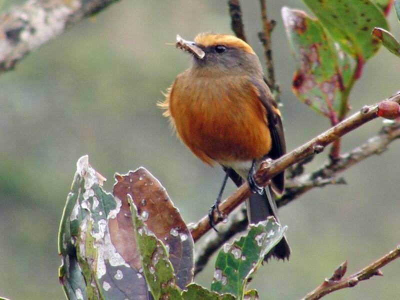 Rufous-browed Chat-Tyrant, Photos 4
