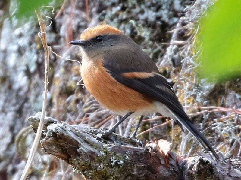 Rufous-browed Chat-Tyrant, Photos 2