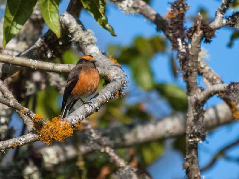 Rufous-browed Chat-Tyrant