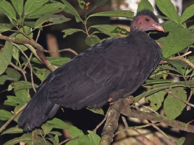Talégalo de Patas Rojas, Fotos 2