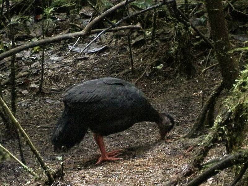 Talégalo de Patas Rojas, Fotos 3