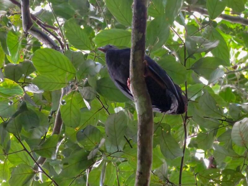 Talégalo de Patas Rojas