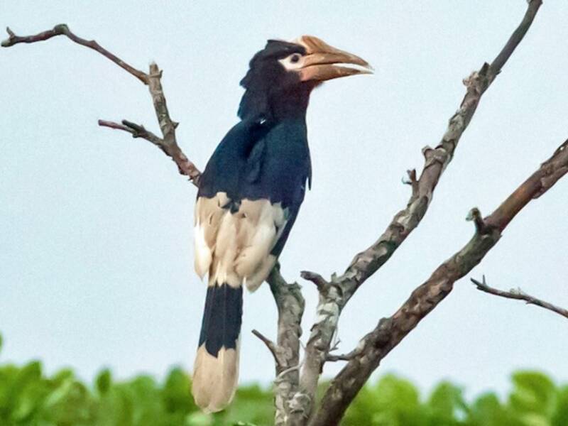 Brown-cheeked Hornbill, Photos 4