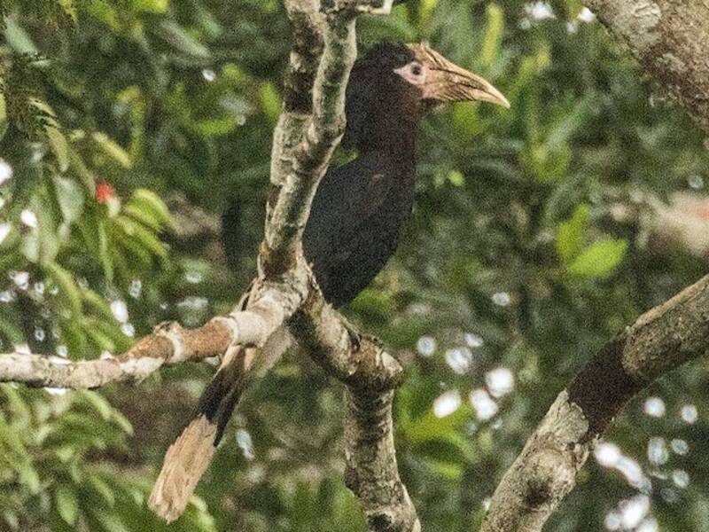 Brown-cheeked Hornbill, Photos 2