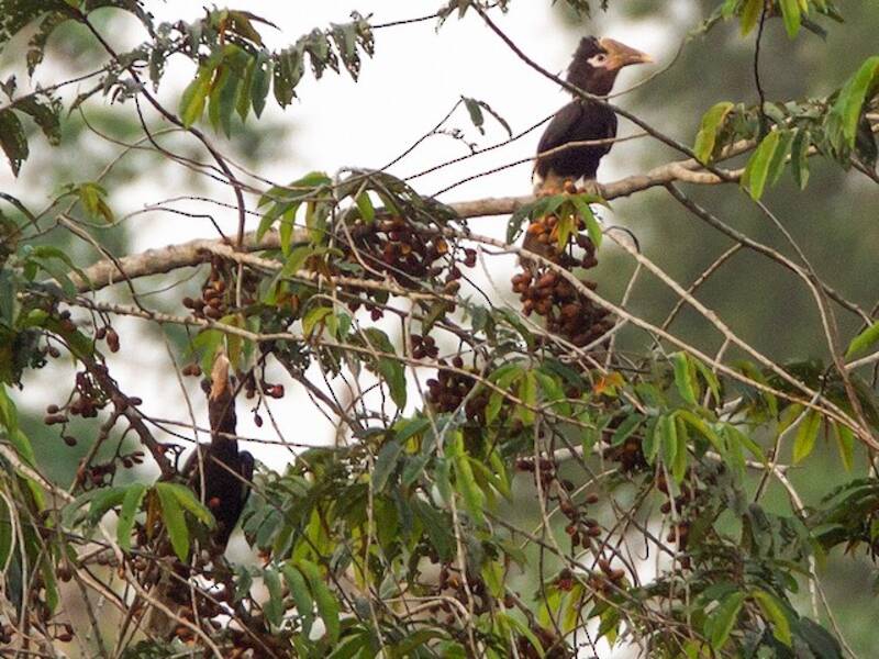 Brown-cheeked Hornbill, Photos 3