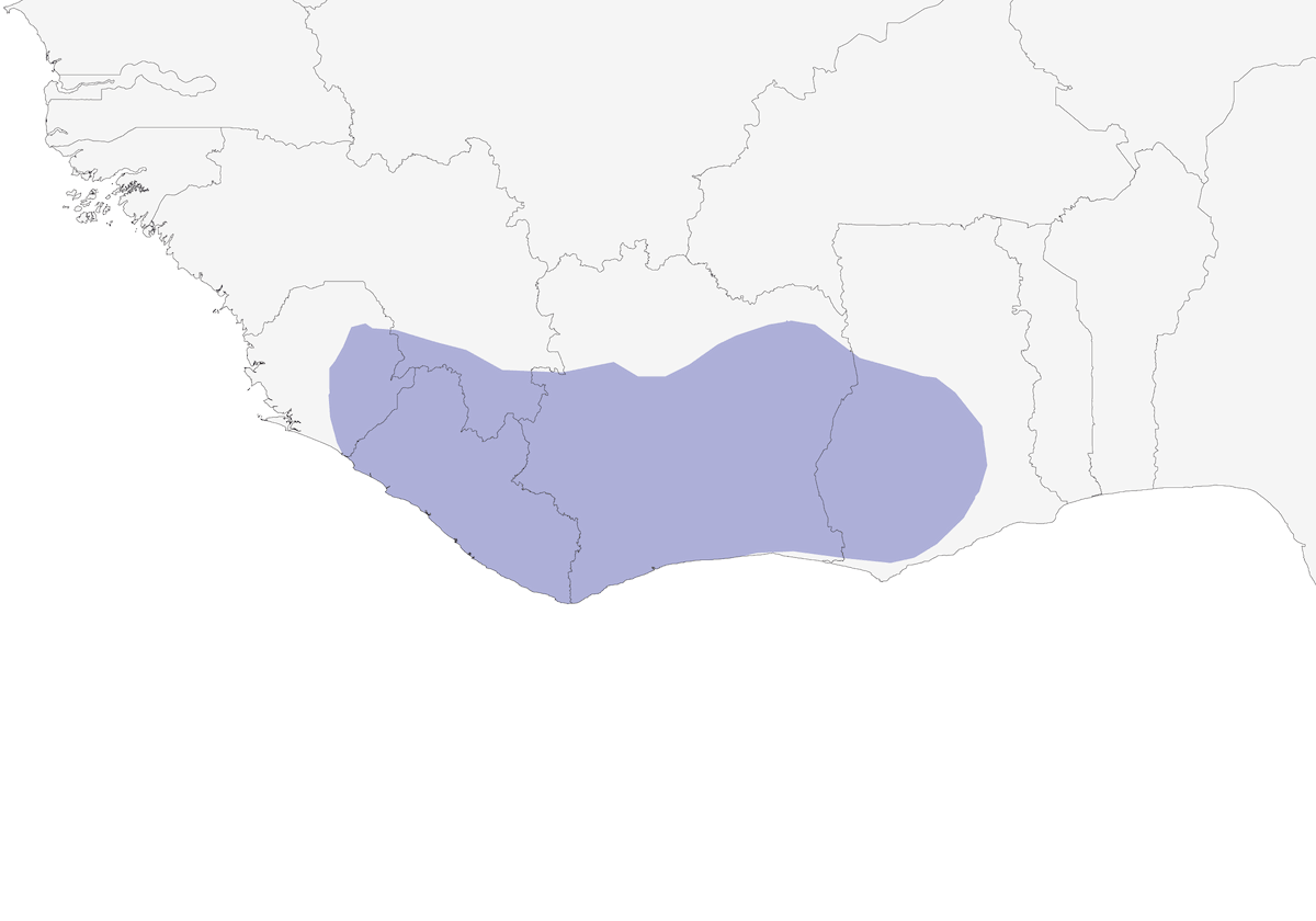 Brown-cheeked Hornbill, Distribution 1