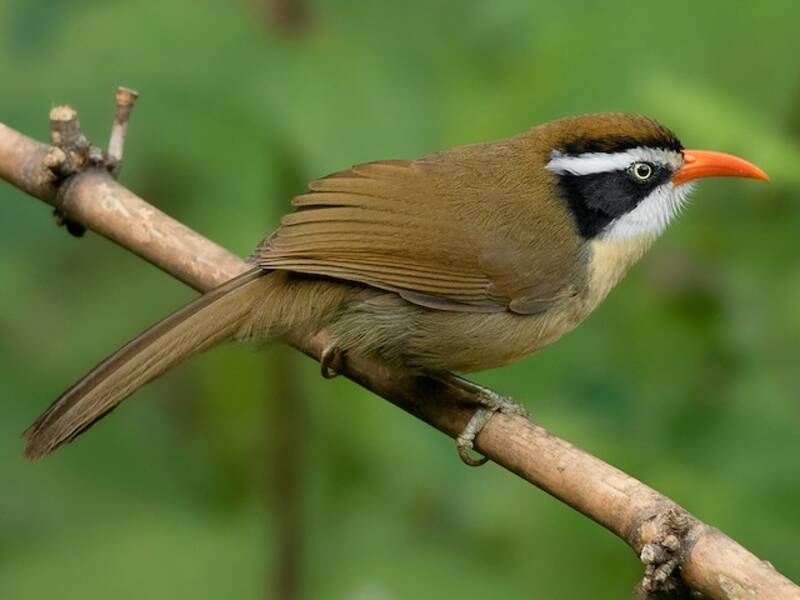 Brown-crowned Scimitar-Babbler