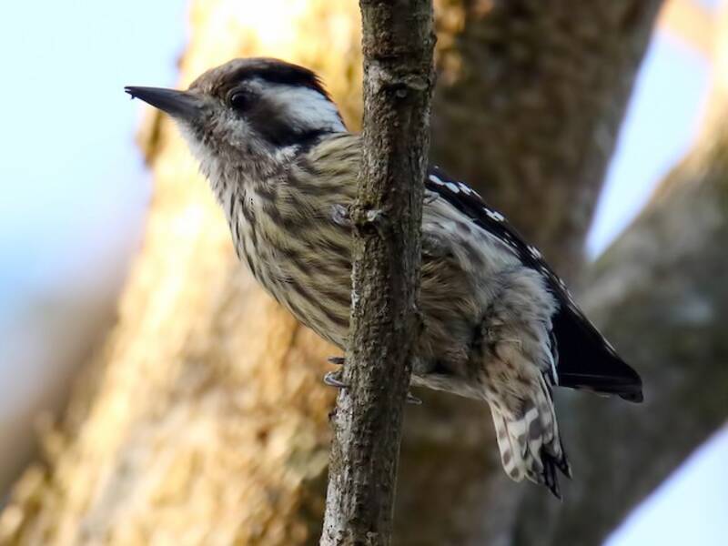 Picchio pigmeo della Sonda, Foto 4