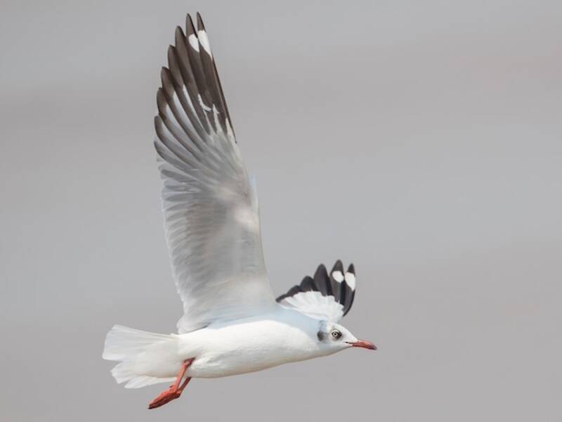 Brown-headed Gull