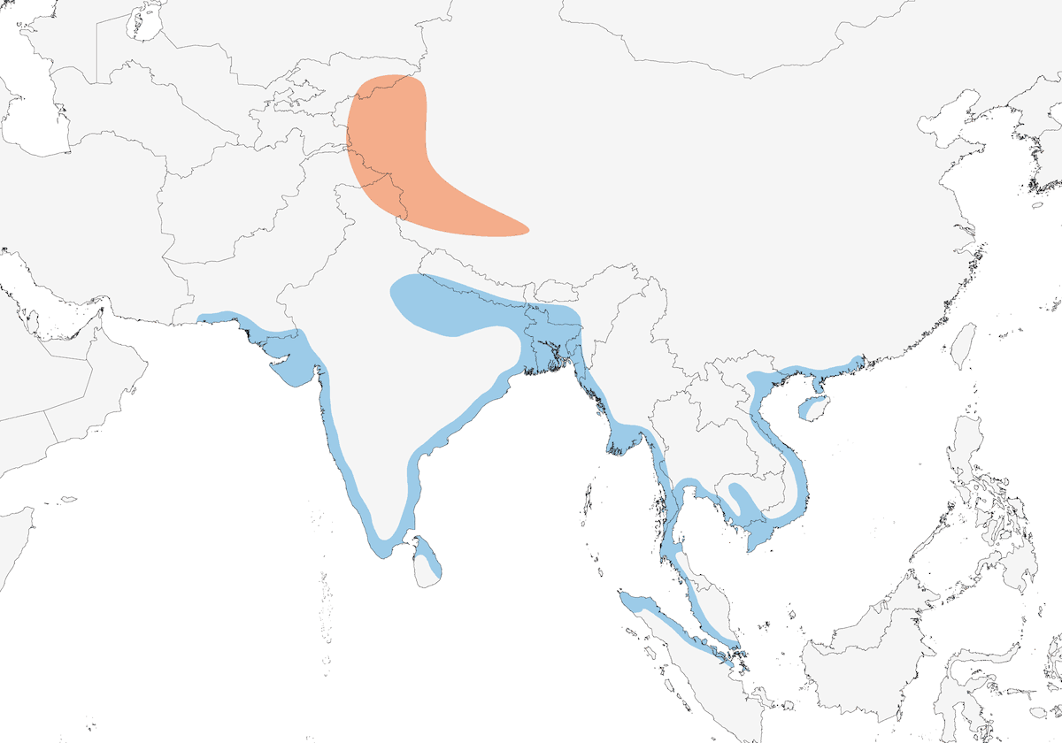 Gabbiano testabruna, Distribuzione 1