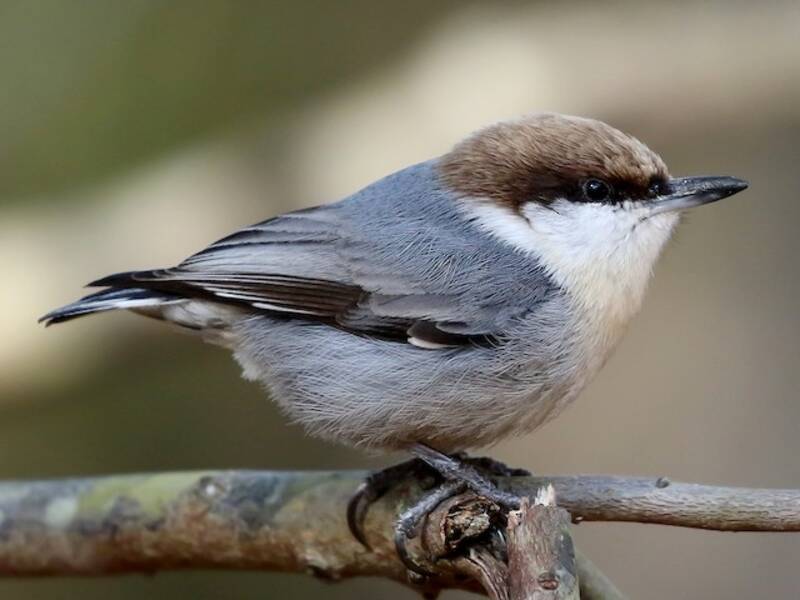 Brown-headed Nuthatch, Photos 2
