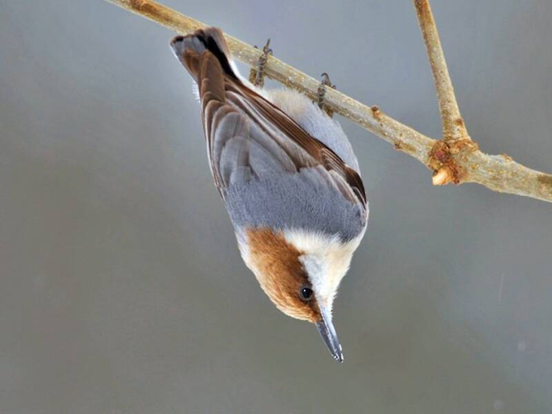 Brown-headed Nuthatch, Photos 3