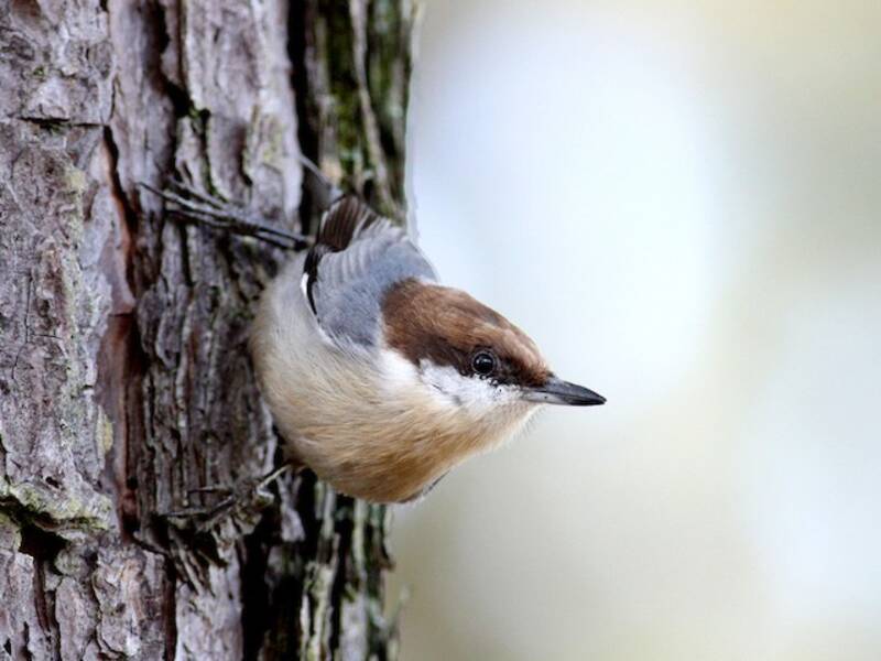 Brown-headed Nuthatch, Photos 4