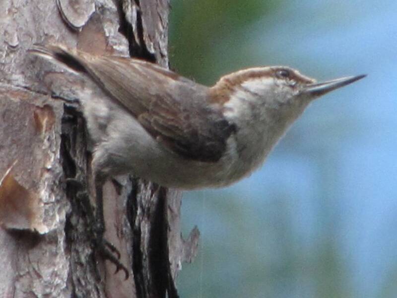 Bahama Nuthatch, Photos 2
