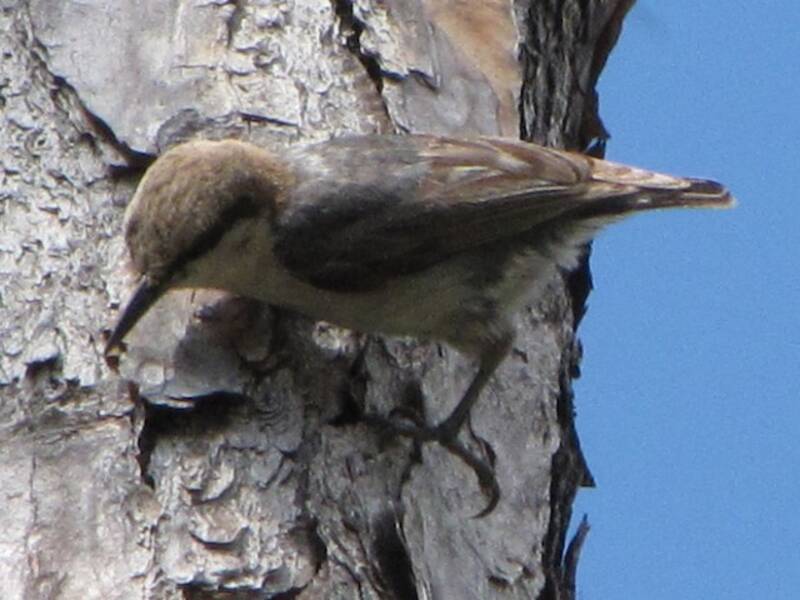 Bahama Nuthatch, Photos 3