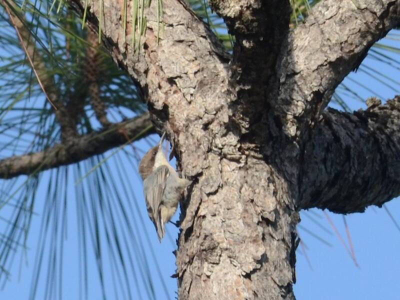 Bahama Nuthatch, Photos 4