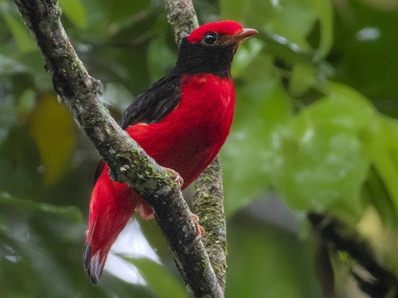 Cotinga collo nero, Foto 2