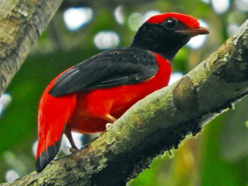Cotinga collo nero, Foto 3