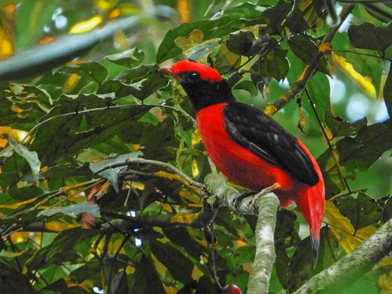 Cotinga collo nero, Foto 4