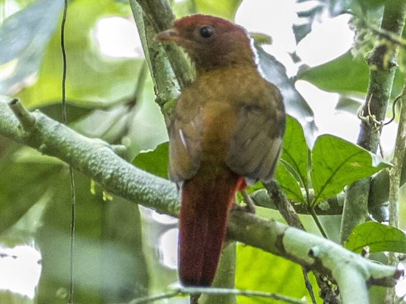 Cotinga Cuellinegra