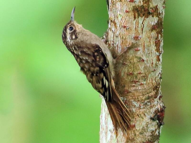 Rampichino del Sikkim, Foto 3