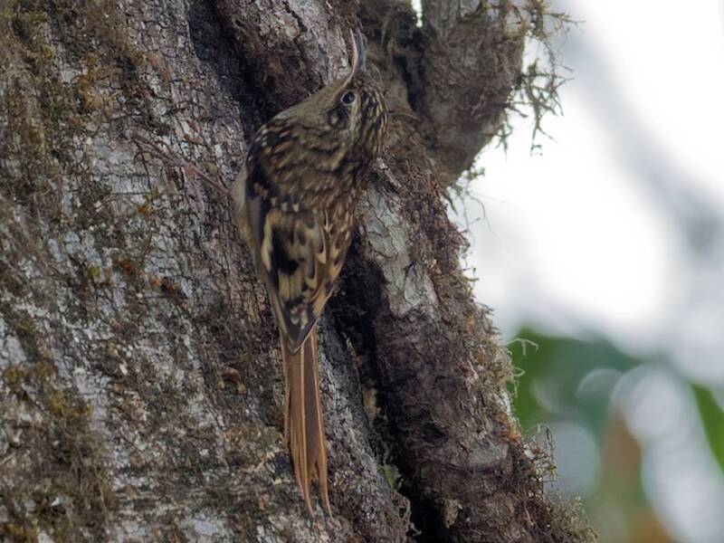 Rampichino del Sikkim, Foto 2