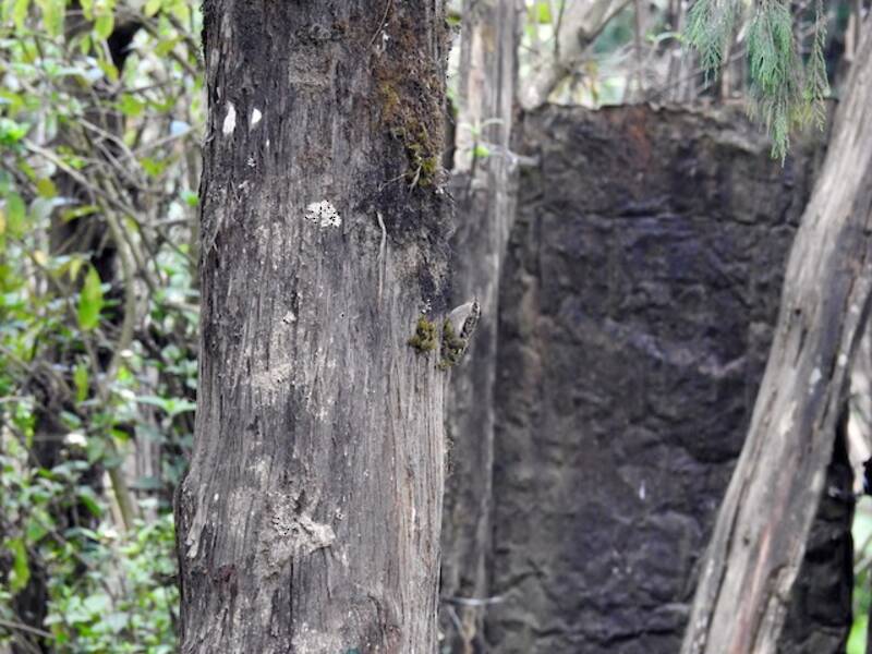 Rampichino del Sikkim, Foto 4