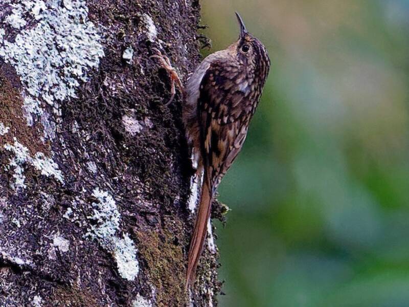 Rampichino di Hume, Foto 2