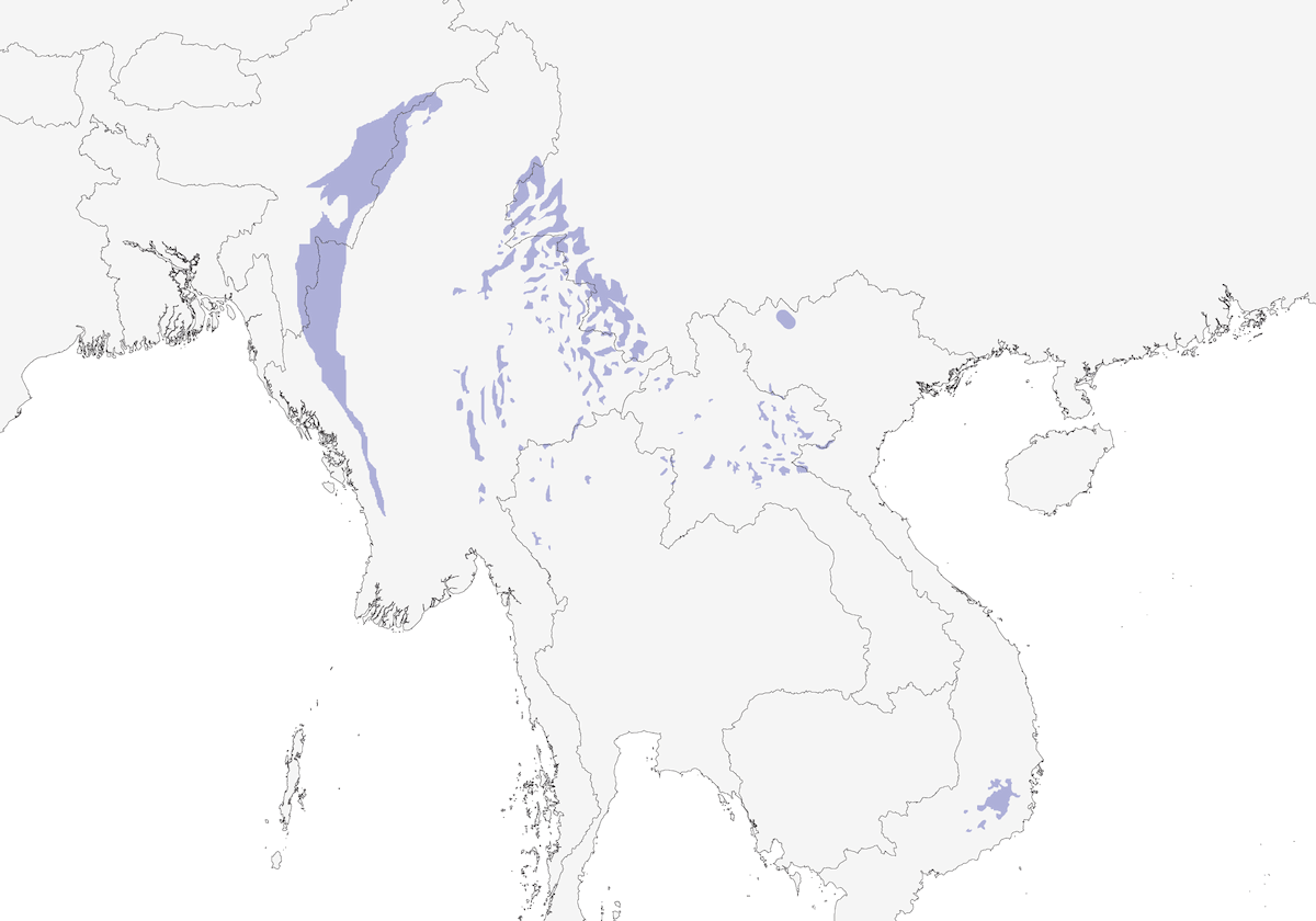 Rampichino di Hume, Distribuzione 1