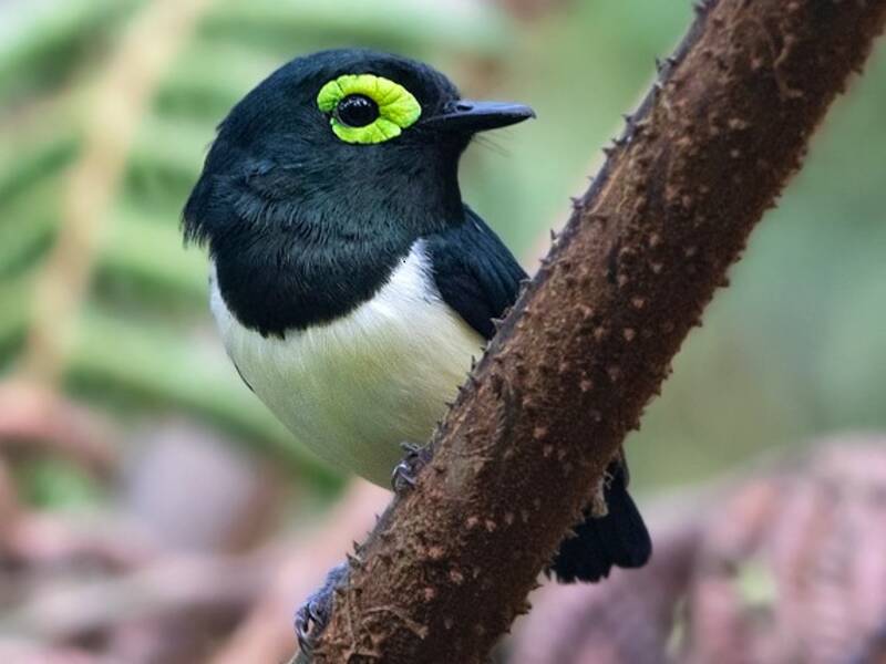 Occhiobarrato collo nero, Foto 4