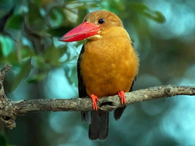 Brown-winged Kingfisher, Photos 4